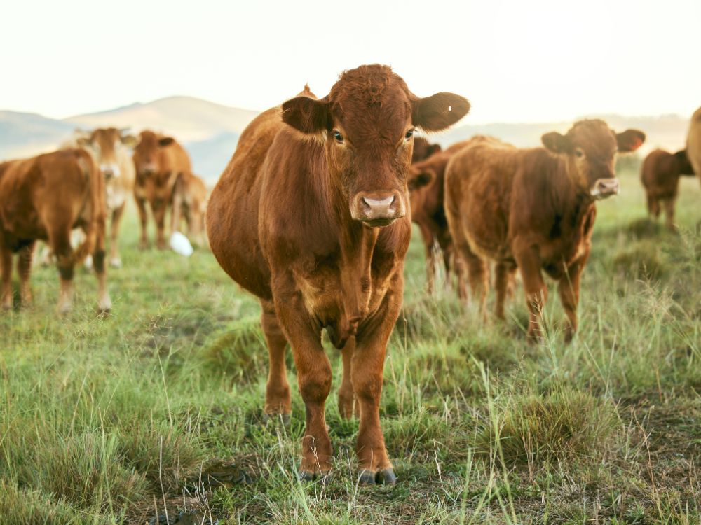 Biogas e zootecnica